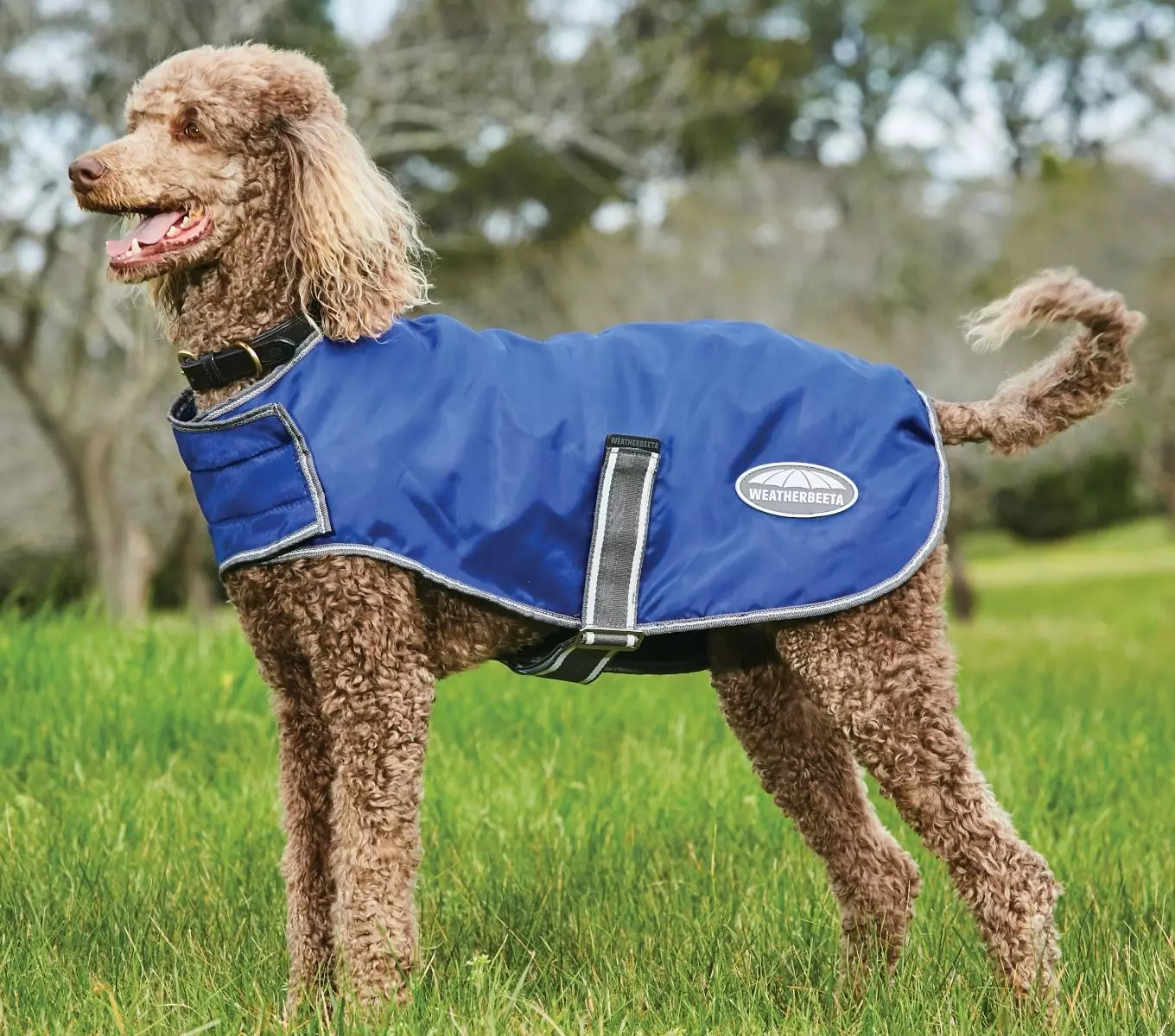 Weatherbeeta Comfitec Windbreaker Free Parka Dog Coat